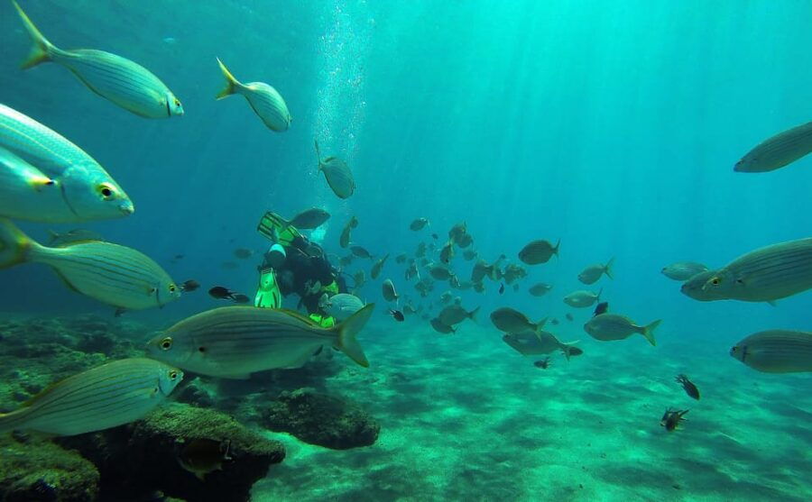 Gran Canaria Scuba Diving: 1-Day 2-Dive Package - Package Overview