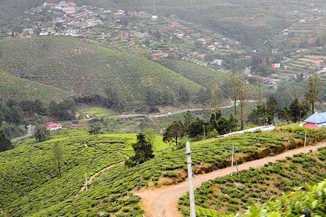 Guided Hike to Single Tree Hills From Nuwara Eliya - Trail Overview
