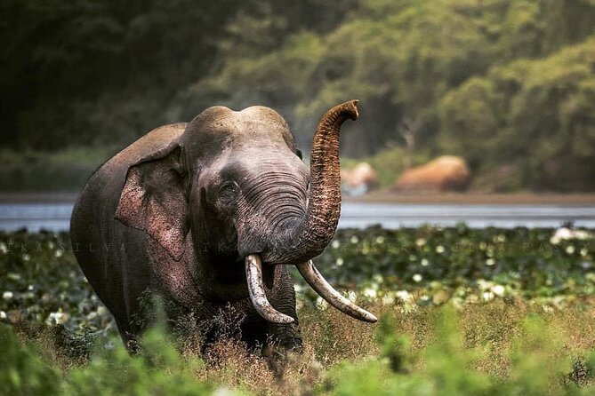 Half Day Activity in Yala Safari - Start Time and Hours