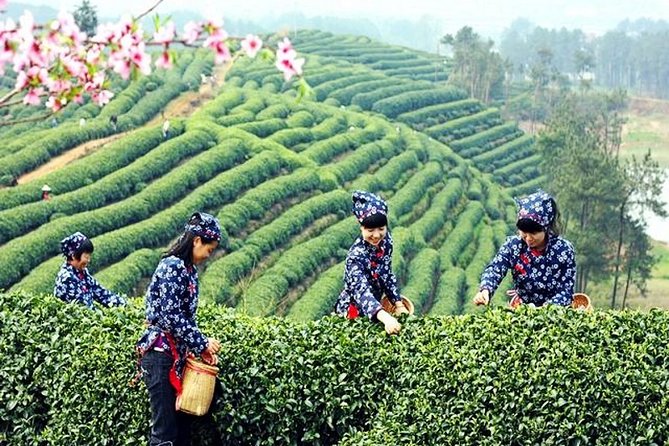 Half-Day Hangzhou Private Tour With Green Tea Village and Lingyin Temple - Tour Highlights