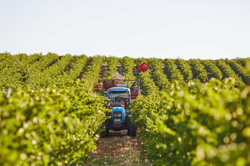 Heraklion: Olive Farm, Winery, and Raki Distillery Tour