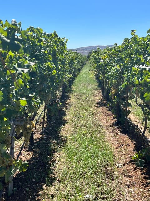 Heraklion: Premium Excursion to Cretes Finest Wineries - Shuttle Service Details