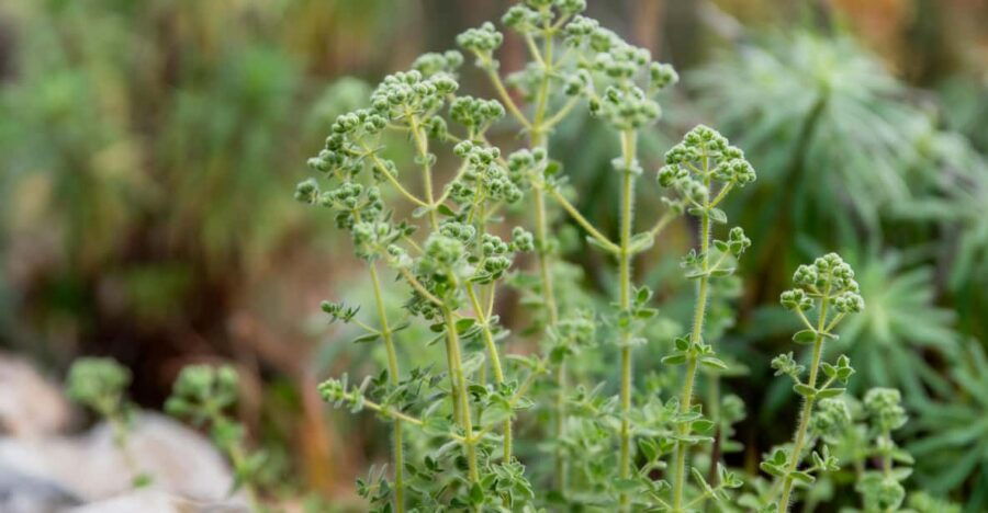 Herbalism and Wildlife (Private Group Experience)
