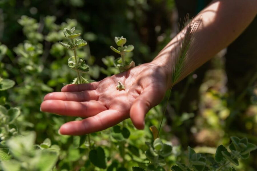 Herbalism and Wildlife (Small Group Experience)