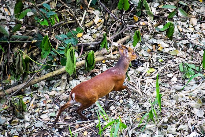 Hiking in Kandy Udawattakele Forest Reserve