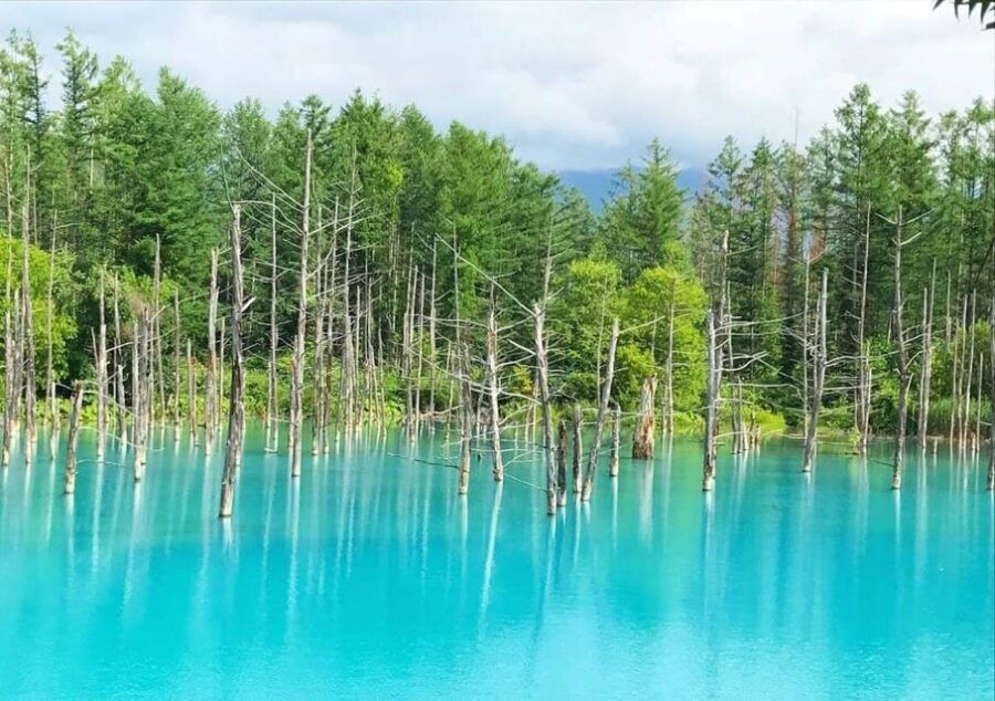 Hokkaido Biei Green Pond and Furano Flower Sea | Day Tour - Overview of the Day Tour
