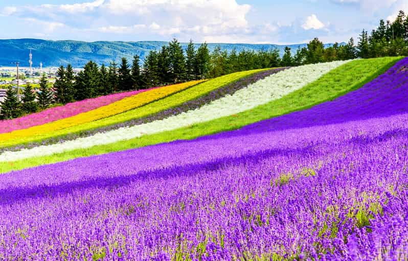 Hokkaido:Biei Blue Pond,Flower Fields, Ningle Terrace Trip