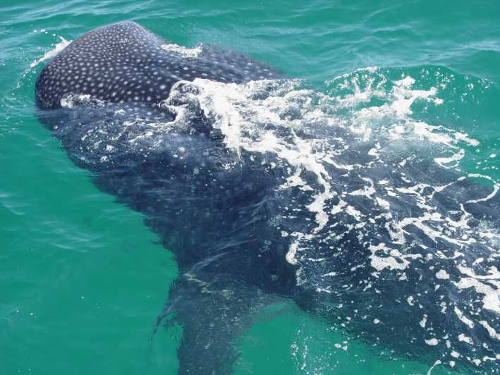 Holbox: Swimming With Wild Whale Sharks Boat Trip - Overview and Pricing