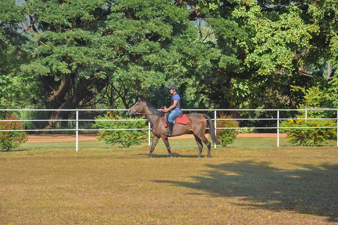 Horse Riding for Professionals in Dambulla