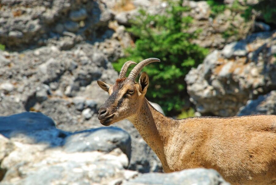 IMBROS GORGE Hiking Trip From CHANIA