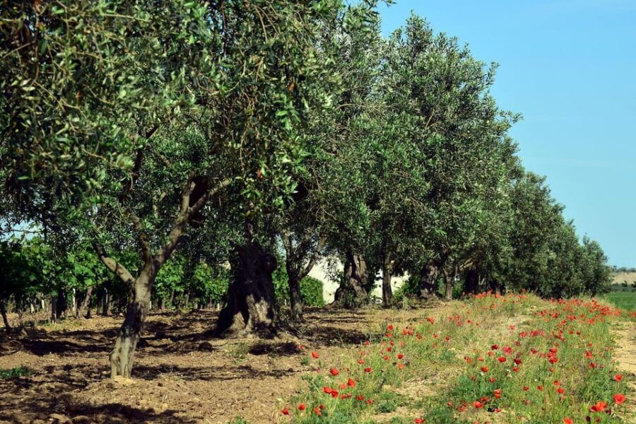 Immersive Tour of Nature and Local Gastronomy: Case Varisco