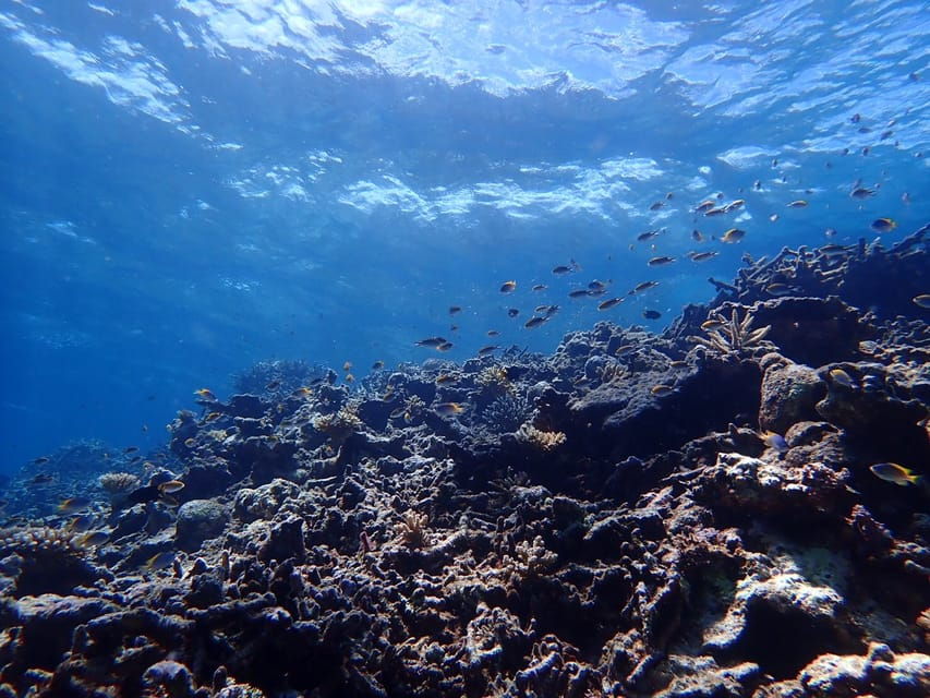 2 Best Canoe And Kayak Experiences In Iriomote Ishigaki National Park