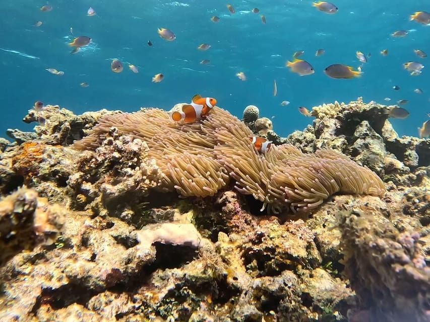 Iriomote Mangrove River Canoe and Snorkeling at Coral Island