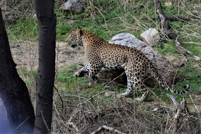Jaipur Half Day Jhalana Leopard Safari - Transportation Details