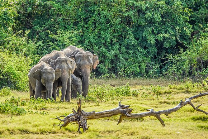 Jeep Safari To Kaudulla National Park From Trincomale & Nilaveli - Pickup Details