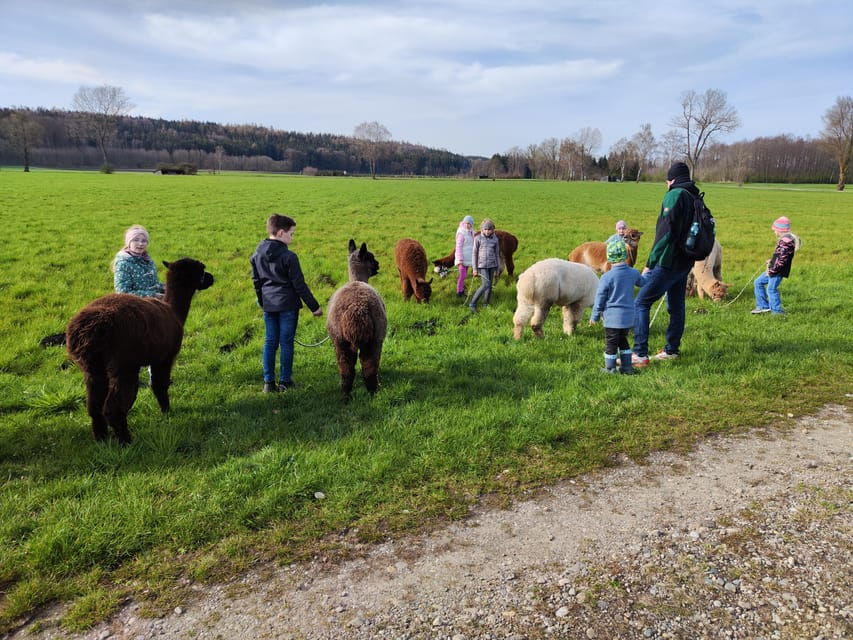 Jettingen-Scheppach: Alpaca Hike With Coffee and Cake