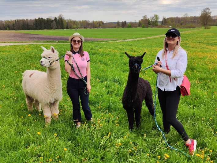 Jettingen-Scheppach: Exclusive Alpaca Couple Hike