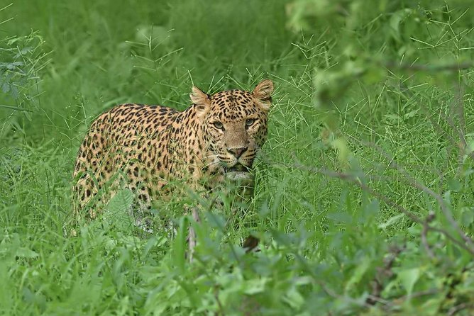 Jhalana Guided Leopard Safari - Jaipur - Additional Details