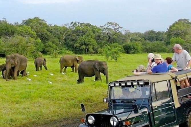 Kaudulla Jeep Safari & Dambulla Day Tour From Trincomalee - Pickup and Drop-off Information