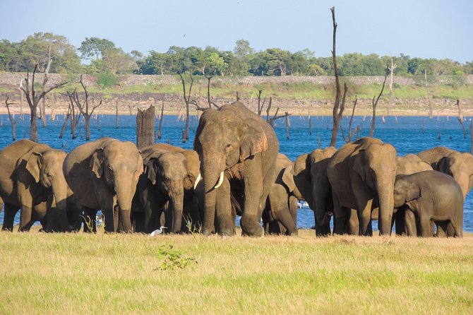 Kaudulla National Park Private Safari