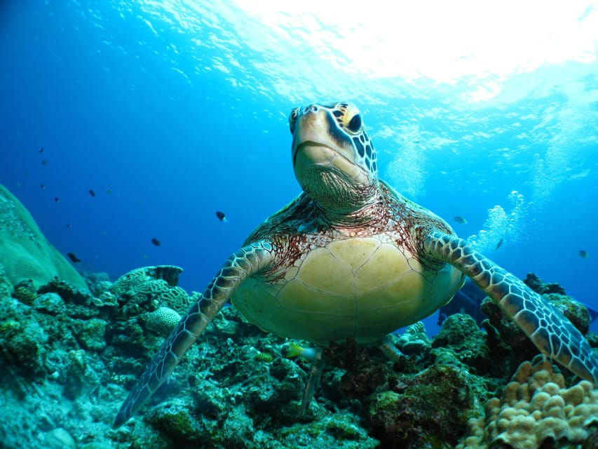 Kerama Islands National Park Experience Diving + Snorkeling