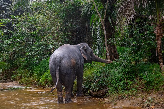 Khao Lak Elephant Sanctuary Full Day Small Group Tour - Tour Details
