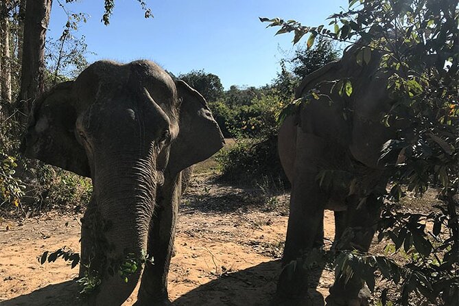 Kulen National Park Tour With Kulen Elephant Forest