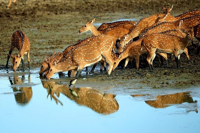 Kumana National Park Safari From Arugam Bay ( Jeep+ Tickets ) - Inclusions