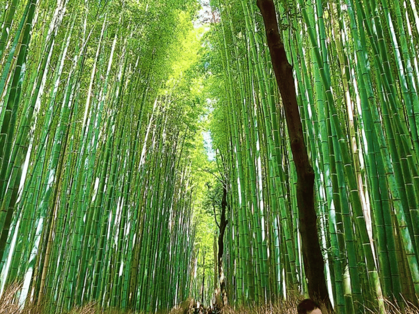 Kyoto: Private Full Day Car Tour by English Speaking Driver - Tour Overview and Pricing