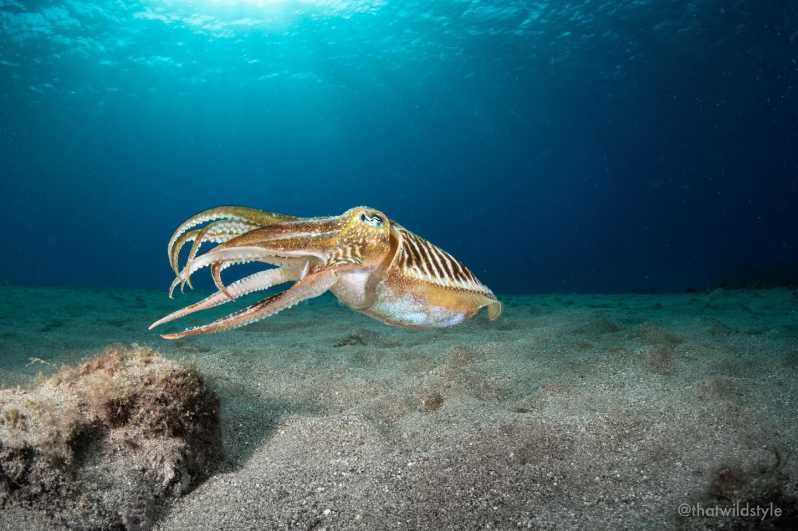 Lanzarote: 2 Guided Dives (Certified Divers Only)