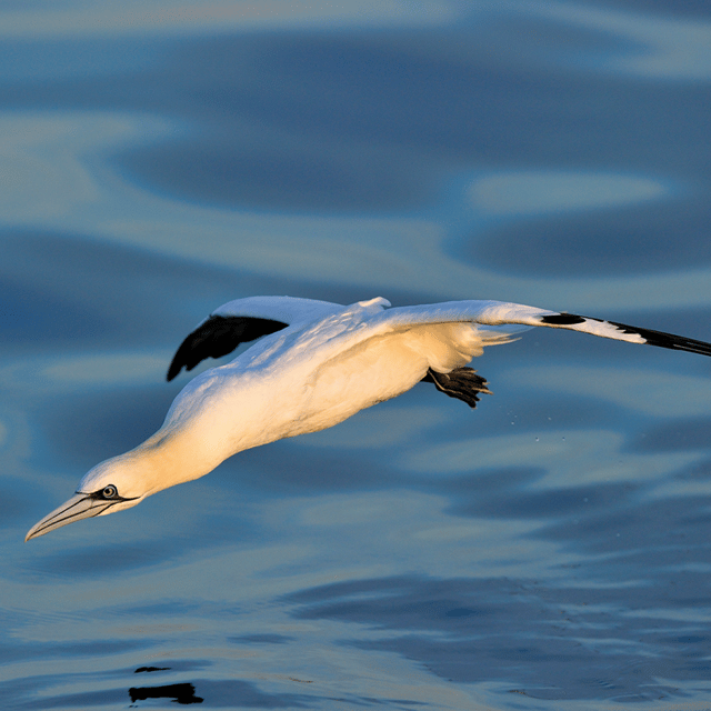 Le Grau-du-Roi: Seabird Watching Naturalist Cruise