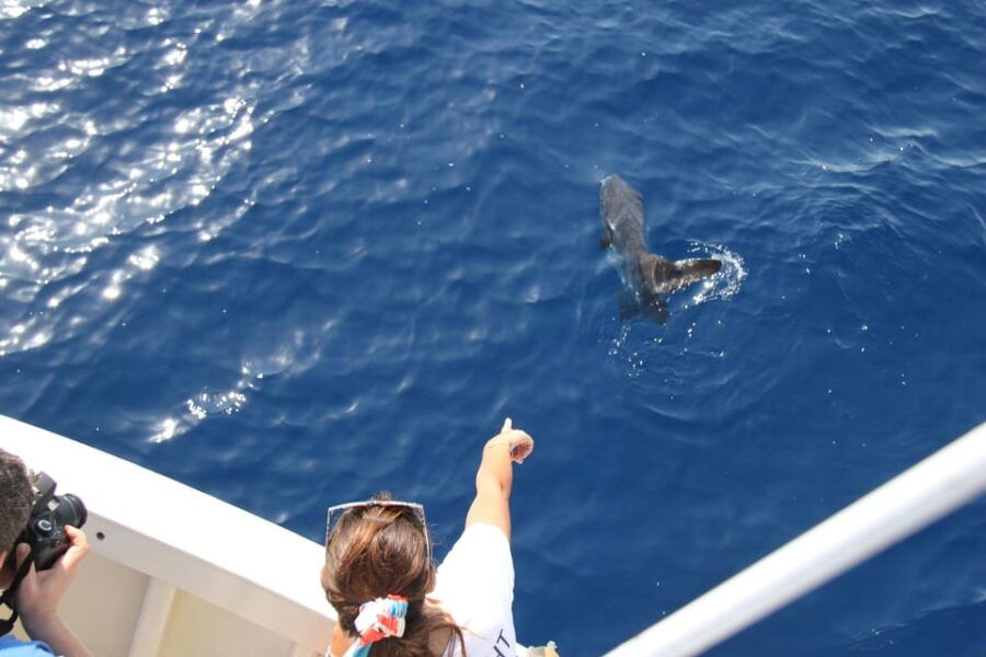 Loano: Pelagos Sanctuary Wildlife Cruise With Guide