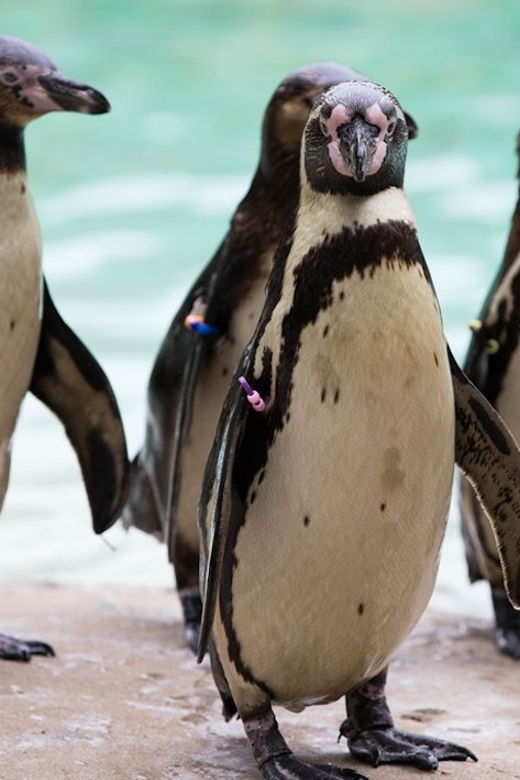 London Zoo: Entry Ticket
