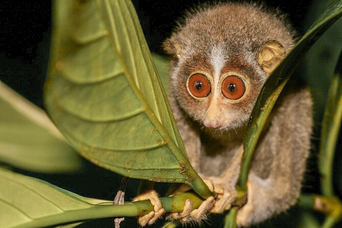 Loris Watching From Polonnaruwa
