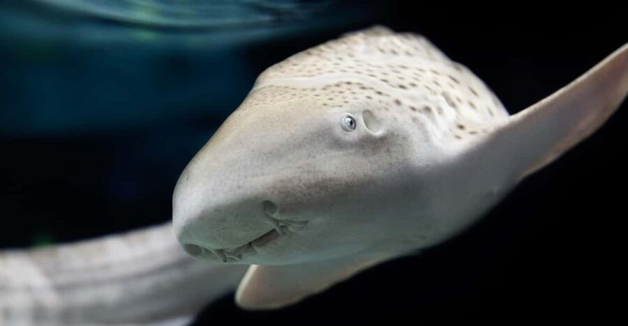 Lyon: Aquarium Entrance Ticket - Ticket Pricing and Options