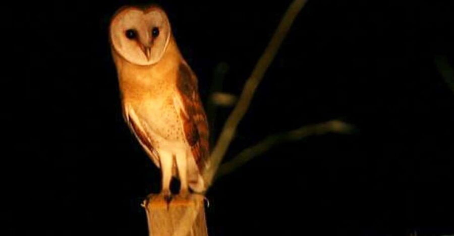 Madeira: Barn Owl Watching