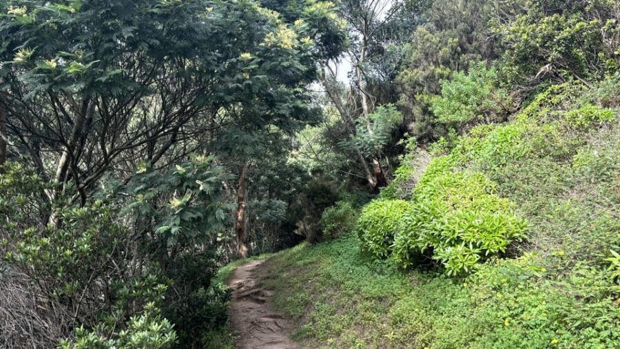 Madeira: Cliff Hanger Vereda Larano Hike Machico