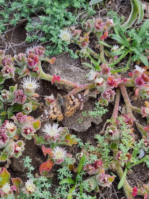 Madeira: Endemic Flora