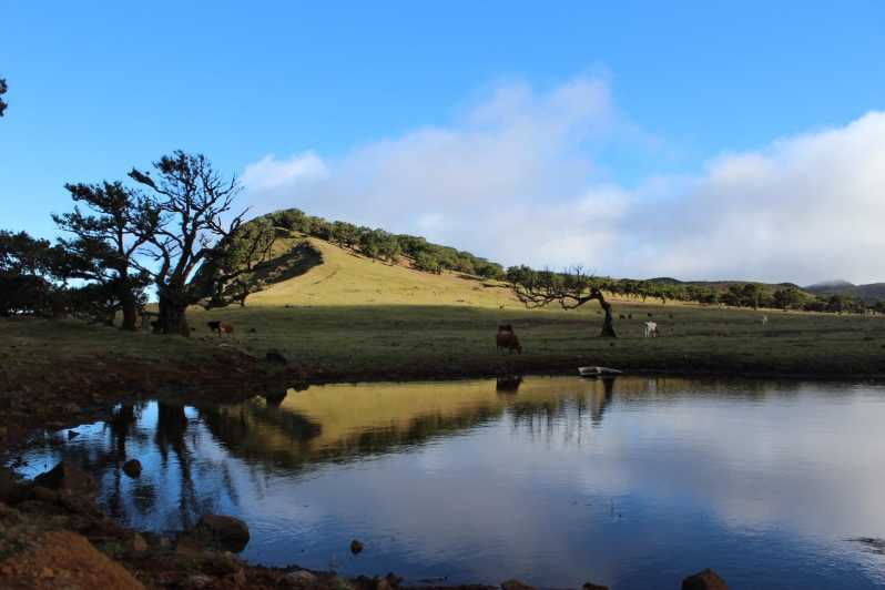 Madeira Plateau Walks