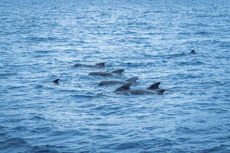 Madeira : Whales and Dolphins Wooden Boat Excursion - Activity Overview