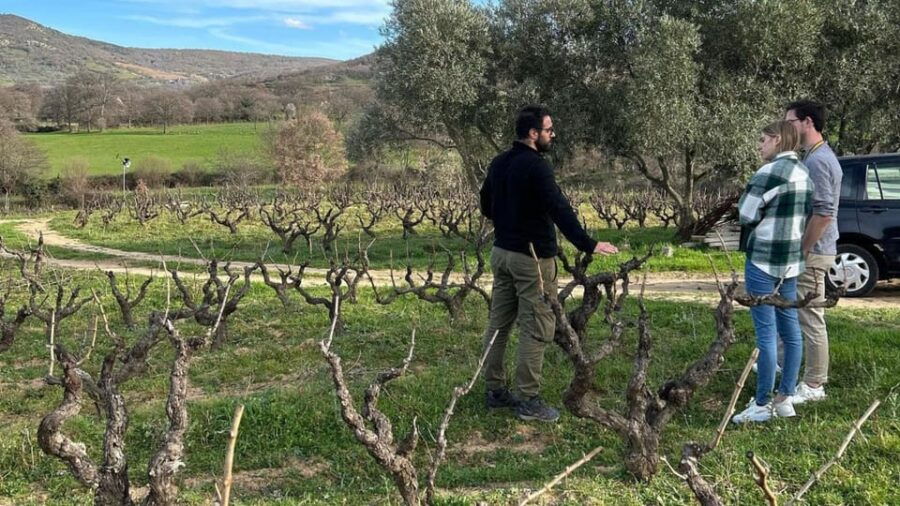 2 Best Wine Tours In Mamoiada