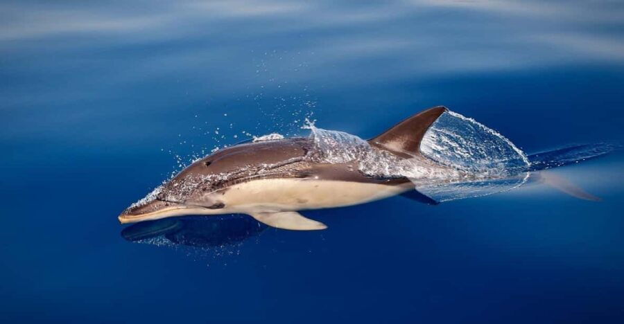 Marbella: Dolphin Watching Boat Tour - Tour Overview