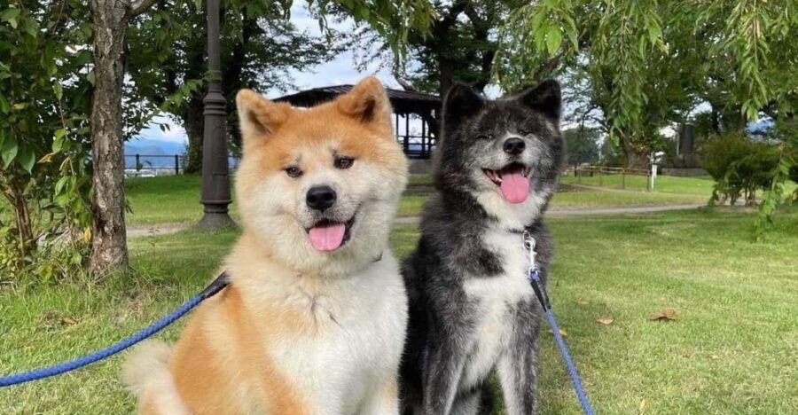 May 2025: AKITA DOG Day! Meet AKITA Dogs in AKITA - Event Overview