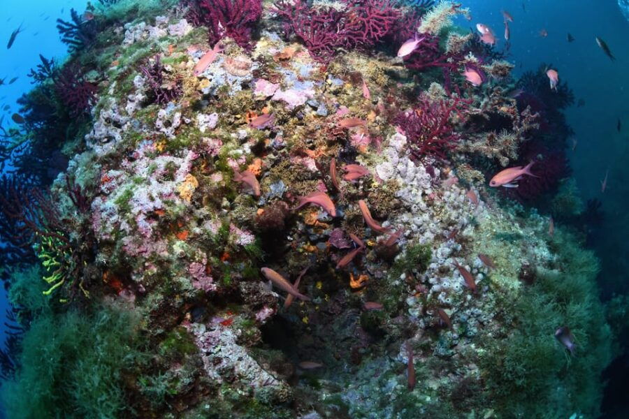 Medes Islands: Snorkeling at the Beautiful Nature Park
