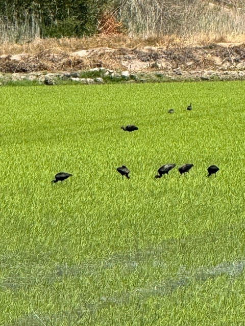 Melides: Moto 4 | Rice Fields & Coastal Tour