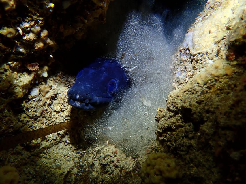 Menorca: 1 Single Dive (Important: Certification Required) - Dive Experience and Highlights