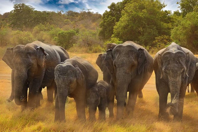 Minneriya National Park Half Day Jeep Safari