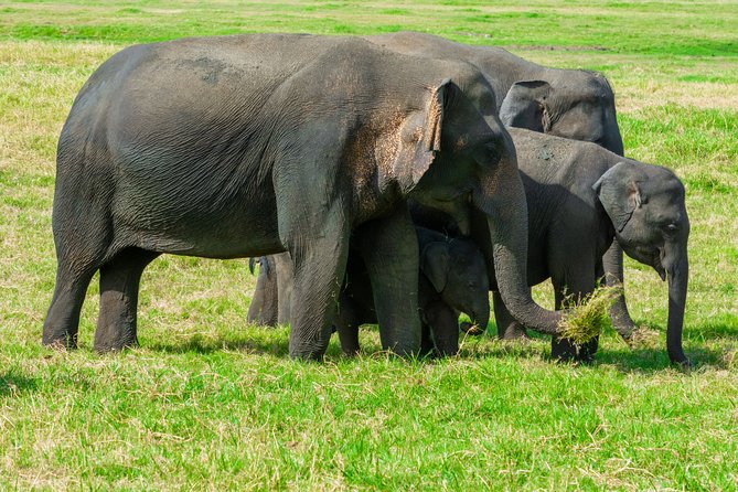 Minneriya National Park Private Safari From Habarana