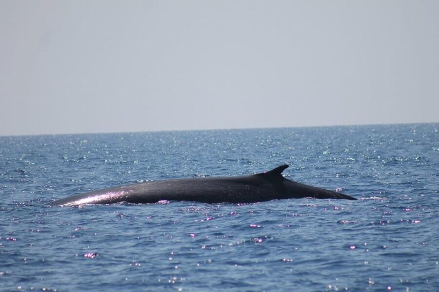 Monaco: Cetacean Watching - Activity Overview