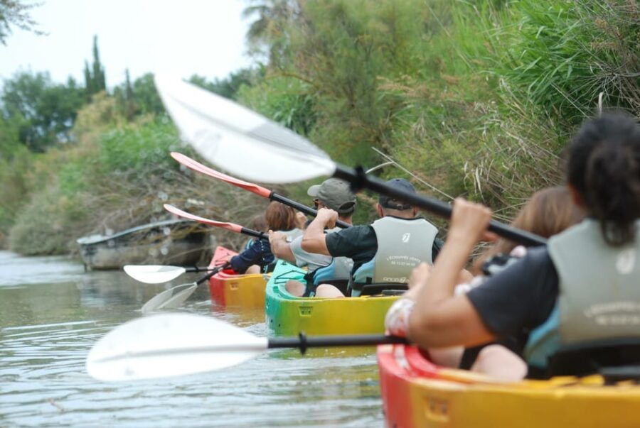 Montpellier: Birdwatching by Kayak in Camargue